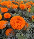 Gardens Orange Flowers That Will Astound You Royalty Free Stock Photo