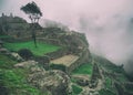 Gardens and tree at Machu Picchu. Royalty Free Stock Photo