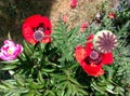 Gardenscene with poppies and peony Royalty Free Stock Photo