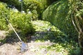 Gardenwork: Cutting the hedge Royalty Free Stock Photo