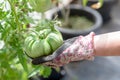 Gardner holding in hand a freshly grown green tomato in a greenhouse. Home grown ecological tomato