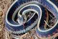 Gardner Snake Sensing Danger Royalty Free Stock Photo