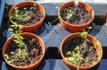 Garedning concept. Fresh green seedlings growing in small pots Royalty Free Stock Photo