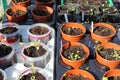 Garedning concept. Fresh green seedlings growing in small pots Royalty Free Stock Photo