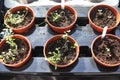 Garedning concept. Fresh green seedlings growing in small pots Royalty Free Stock Photo