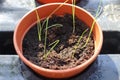Garedning concept. Fresh green seedlings growing in small pots Royalty Free Stock Photo