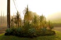 Garen in foggy early morning with sun light Royalty Free Stock Photo