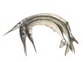 Garfish (Belone belone) raw Royalty Free Stock Photo