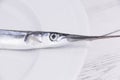 Garfish close the up view Royalty Free Stock Photo