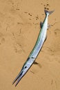 Garfish