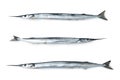 Garfish, Belone belone, isolated Royalty Free Stock Photo