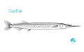 Garfish sea needle hand-drawn illustration Royalty Free Stock Photo