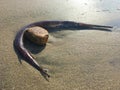 Garfish Wrapped around a Rock on Beach