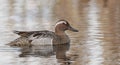 Garganey Anas querquedula. Duck on the water. Garganey Duck Royalty Free Stock Photo