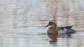Garganey Anas querquedula. Duck on the water. Garganey Duck Royalty Free Stock Photo
