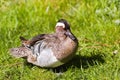 Garganey or Anas querquedula on Royalty Free Stock Photo