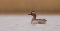 Garganey - Anas querquedula - male Royalty Free Stock Photo