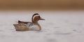 Garganey - Anas querquedula - male Royalty Free Stock Photo