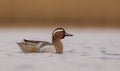 Garganey - Anas querquedula - male Royalty Free Stock Photo