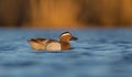 Garganey - Anas querquedula - male Royalty Free Stock Photo