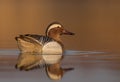 Garganey - Anas querquedula - male Royalty Free Stock Photo