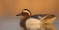 Garganey - Anas querquedula - male Royalty Free Stock Photo