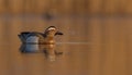 Garganey - Anas querquedula - male Royalty Free Stock Photo