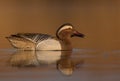 Garganey - Anas querquedula - male Royalty Free Stock Photo