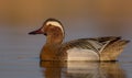 Garganey - Anas querquedula - male Royalty Free Stock Photo