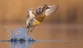 Garganey - Anas querquedula - male Royalty Free Stock Photo