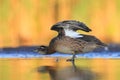 The Garganey Anas querquedula