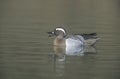 Garganey, Anas querquedula Royalty Free Stock Photo