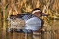 Garganey, Anas querquedula, small dabbling duck. It breeds in much of Europe and western Asia. Garganey detail close-up portrait Royalty Free Stock Photo