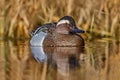 Garganey, Anas querquedula, small dabbling duck. It breeds in much of Europe and western Asia. Garganey detail close-up portrait Royalty Free Stock Photo