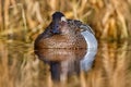 Garganey, Anas querquedula, small dabbling duck. It breeds in much of Europe and western Asia. Garganey detail close-up portrait Royalty Free Stock Photo