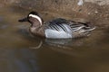 Garganey (Anas querquedula). Royalty Free Stock Photo