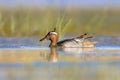 Garganey dabbling duck swimming in Wetland Royalty Free Stock Photo