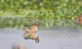 Garganey duck female