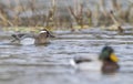 Garganey duck swimming in water during springtime Royalty Free Stock Photo
