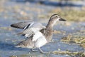 Garganey Duck