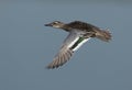 Garganey in flight at Bhigwan bird sanctuary, India