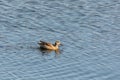 Garganey (Spatula querquedula), small dabbling duck. European bird wildlife, Czech republic