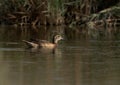Garganey swimming at Asker marsh, Bahrain Royalty Free Stock Photo