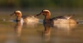 Garganey ( Anas querquedula ) Royalty Free Stock Photo