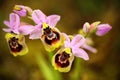 Gargano in Italy. Flowering European terrestrial wild orchid, nature habitat. Beautiful detail of bloom, spring scene from Europe.
