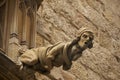 Gargoyle on the building in Barcelona