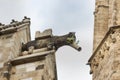 Gargoyle in the Cathedral of Barcelona.