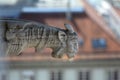 Gargoyle, detail on the facade of the Zagreb cathedral