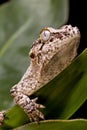 Gargoyle Gecko Royalty Free Stock Photo