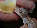 Gargoyle Gecko Royalty Free Stock Photo